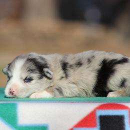Brooklyn - Blue merle female Miniature Australian Shepherd puppy in Quapaw, Oklahoma from Rocky Hill Aussies