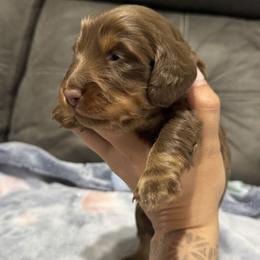 Hershey - Chocolate and tan male Dachshund puppy in Camdenton, Missouri from Camden Line Dachshunds