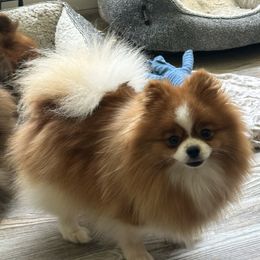 Journey - Pomeranian