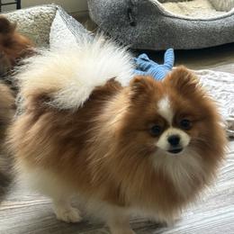 Journey - Pomeranian