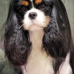 Lewis - Cavalier King Charles Spaniel