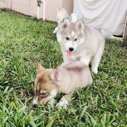 Siberian Husky Puppies from Nykah Siberians