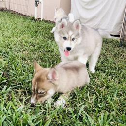 Siberian Husky Puppies from Nykah Siberians