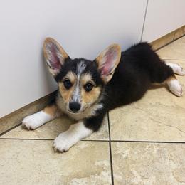Sam - Black and tan male Pembroke Welsh Corgi puppy in Mc Cammon, Idaho from Sunny J Corgis and Mini Americans