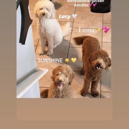 Labradoodle All Grown Up from A Doodle 4U