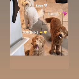 Labradoodle All Grown Up from A Doodle 4U