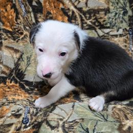 Boys-contact breeder for availability - Tri-color male Border Collie puppy in Pennsylvania from Winter Creek Border Collies