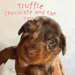 Truffle - Dapple female Dachshund puppy in South Fulton, Tennessee from Stiles' Heartfyre Dachshunds