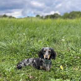 Dachshunds from Hickory Hollow Dachshunds