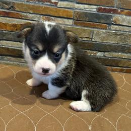 Girl 1 - Black and tan female Pembroke Welsh Corgi puppy in Visalia, California from VIP Stables