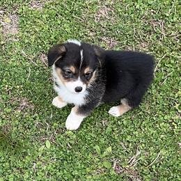 19 Green Collar - Black and tan male Pembroke Welsh Corgi puppy in Port Republic, Maryland from Bestfurends