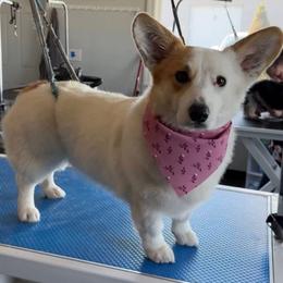 Wynonna - American Corgi