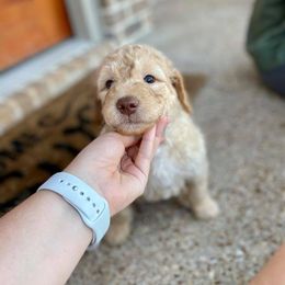 Goldendoodle and Labradoodle Puppies from West Valley Doodles
