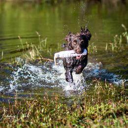 Boykin Spaniels from Cedarway Boykins