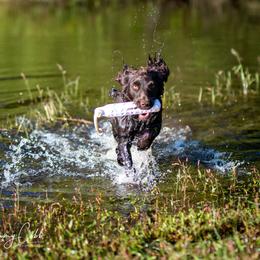 Boykin Spaniels from Cedarway Boykins