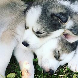 Poodle and Siberian Husky Puppies from White Water Dogs