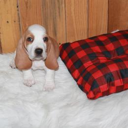 Cole - Lemon and white male Basset Hound puppy in Dover, Arkansas from S&S American Bassets