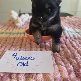 Pacha - Black and tan parti male Pomeranian puppy in Chattanooga, Tennessee from Valley Poms
