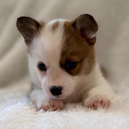 Bumble Bee - Sable female Pembroke Welsh Corgi puppy in Arcanum, Ohio from Weissway Corgis