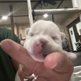 Girl 2 - White female West Highland White Terrier puppy in Edinburg, Texas from Mel’s Westies