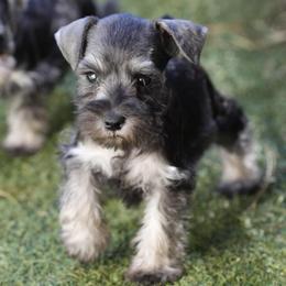 Lil Peppy - Salt and pepper male Miniature Schnauzer puppy in Snowflake / Phoenix, Arizona from Snowflake Schnauzers