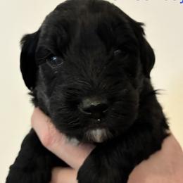 Romeo - Black phantom male Aussiedoodle puppy in Elk, Washington from James Ruby Farms