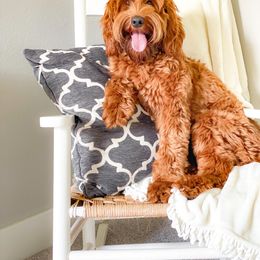 Australian Labradoodle All Grown Up from West Haven Australian Labradoodles