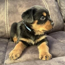 Apollo - Black and tan male Rottweiler puppy in Newfoundland, Pennsylvania from Poconopaws
