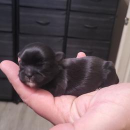 Lilly - Liver female Shih Tzu puppy in Willard, Utah from Shih-tzu Queen