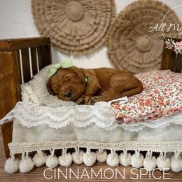 Goldendoodle Puppies from All My Doodles