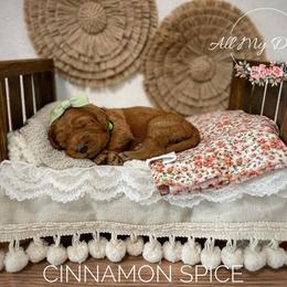 Goldendoodle Puppies from All My Doodles