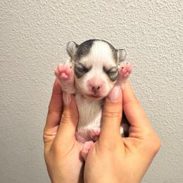 TBD 1 - Black sabled fawn female Chihuahua puppy in Davenport, Florida from Clan Cordovathone