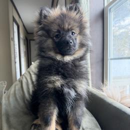 Pip - Pomeranian