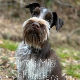Whiskey - Miniature Schnauzer