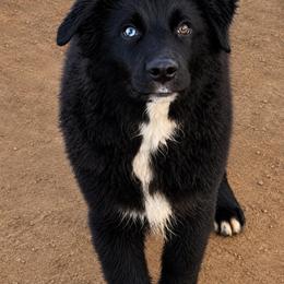 Shadow - Black & white male Australian Shepherd puppy in Mineral Wells, Texas from A6 Australian Shepards