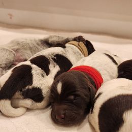 Deutsch-Drahthaar Puppies from vom Cornerstone