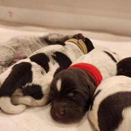 Deutsch-Drahthaar Puppies from vom Cornerstone