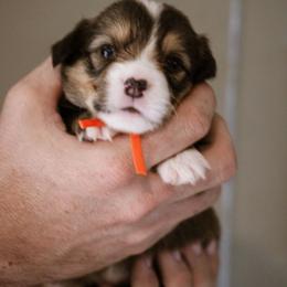John - Sable male Pembroke Welsh Corgi puppy in South Otselic, New York from Ridge Top Corgis