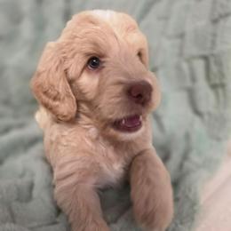 Smooth Criminal - Apricot male Labradoodle puppy in Lansing, North Carolina from Murphy Manor Mountain Doodles