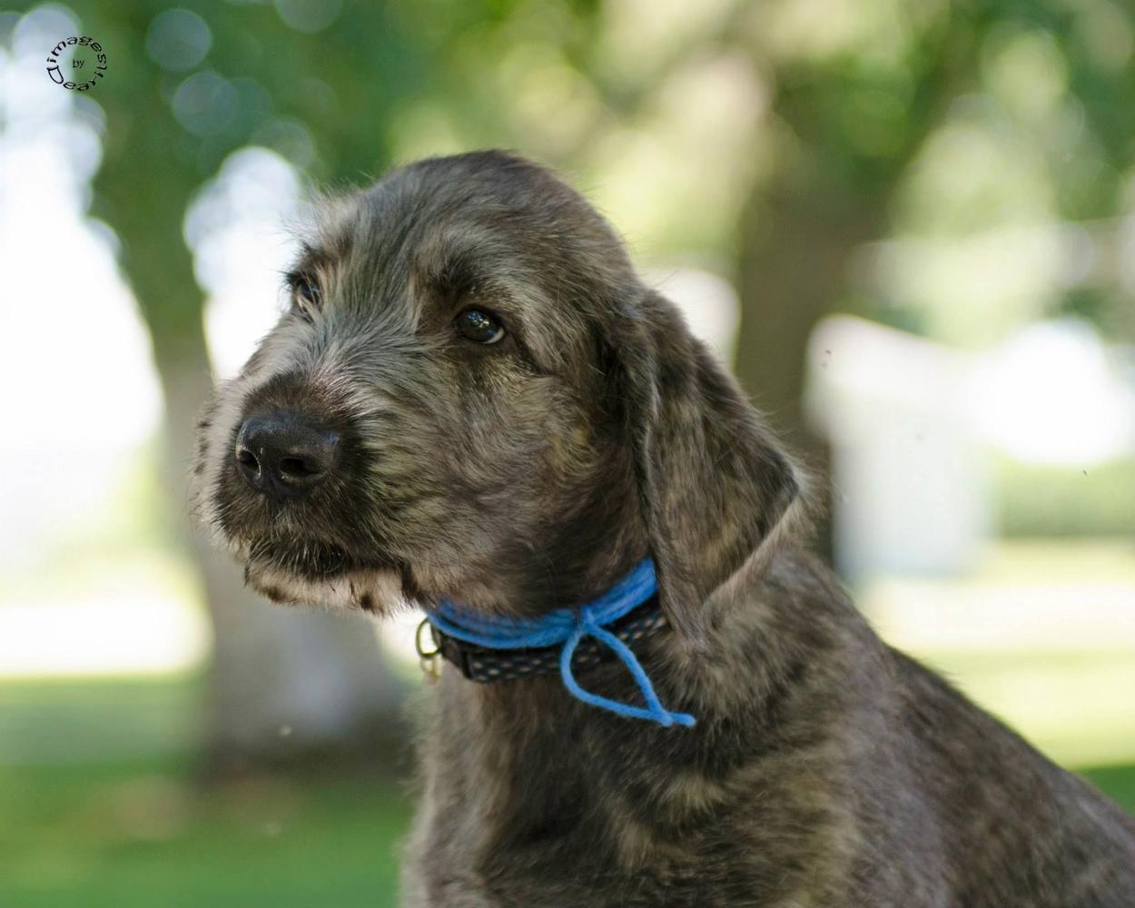 Irish Wolfhound Puppy