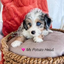 Miss Potato Head - Brown merle female Aussiedoodle puppy in Sulphur Bluff, Texas from V6 Ranch Dogs