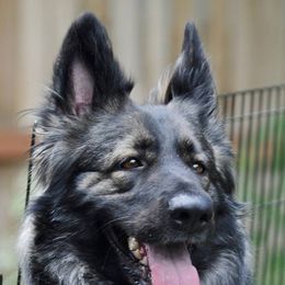 Shiloh Shepherds from Pikes Peak Shilohs