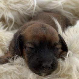 Clover - Sable female Dachshund puppy in Greenup, Kentucky from Tygart Creek Dachshunds