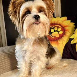 Biewer Terrier and Havanese All Grown Up from Country Sweet Havanese and Bee Happy Biewers