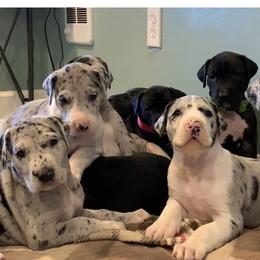 Great Dane Puppies from Magic Kingdoms Great Danes