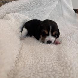 Beagle Puppies from Whitney Ranch Beagles