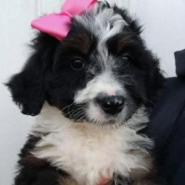 Bernedoodles, Goldendoodles, Poodles, and Sheepadoodles from Lindy’s Doodles