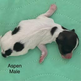 Boy 3 - male Havanese puppy in Lawrenceville, Georgia from Alchemy Havanese