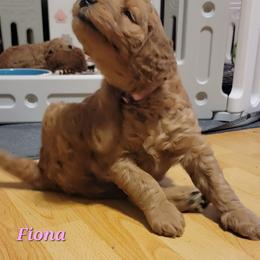 Goldendoodle Puppies from Kimber's Doodles