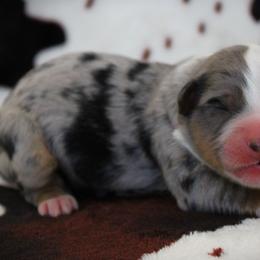 Boy 2 - male Miniature Australian Shepherd puppy in Menomonee Falls, Wisconsin from Hunt N Oaks